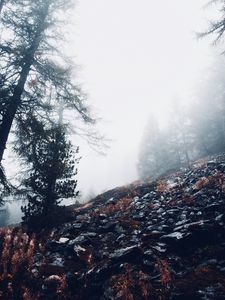 Preview wallpaper fog, trees, slope, stones, nature