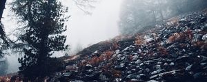 Preview wallpaper fog, trees, slope, stones, nature