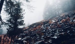 Preview wallpaper fog, trees, slope, stones, nature