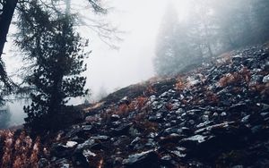 Preview wallpaper fog, trees, slope, stones, nature