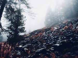 Preview wallpaper fog, trees, slope, stones, nature