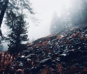 Preview wallpaper fog, trees, slope, stones, nature