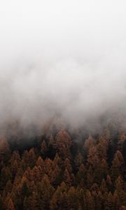 Preview wallpaper fog, trees, spruce, forest
