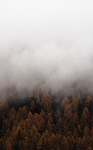Preview wallpaper fog, trees, spruce, forest