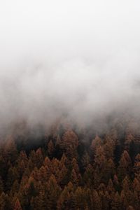 Preview wallpaper fog, trees, spruce, forest