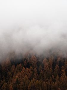 Preview wallpaper fog, trees, spruce, forest