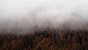 Preview wallpaper fog, trees, spruce, forest