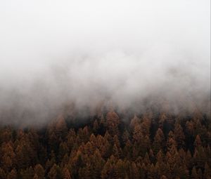 Preview wallpaper fog, trees, spruce, forest