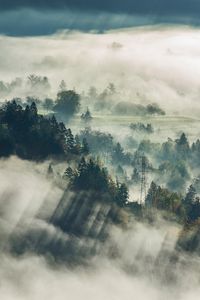 Preview wallpaper fog, trees, top view, forest, bled, slovenia