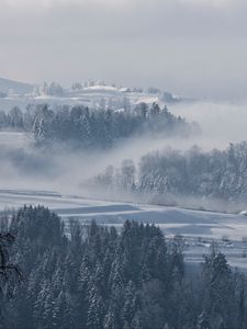 Preview wallpaper fog, winter, trees, fir, snow, switzerland