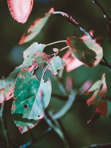 Preview wallpaper foliage, autumn, dry, branch