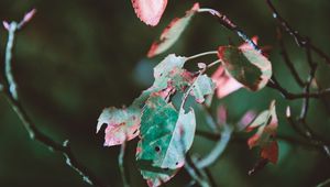 Preview wallpaper foliage, autumn, dry, branch