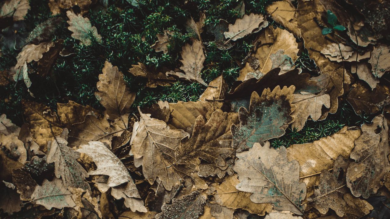 Wallpaper foliage, autumn, fallen, oak