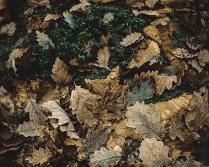 Preview wallpaper foliage, autumn, fallen, oak