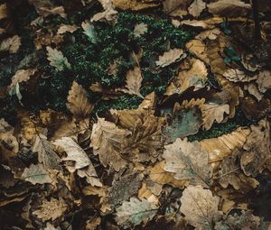Preview wallpaper foliage, autumn, fallen, oak