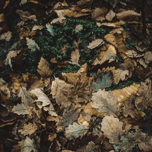 Preview wallpaper foliage, autumn, fallen, oak