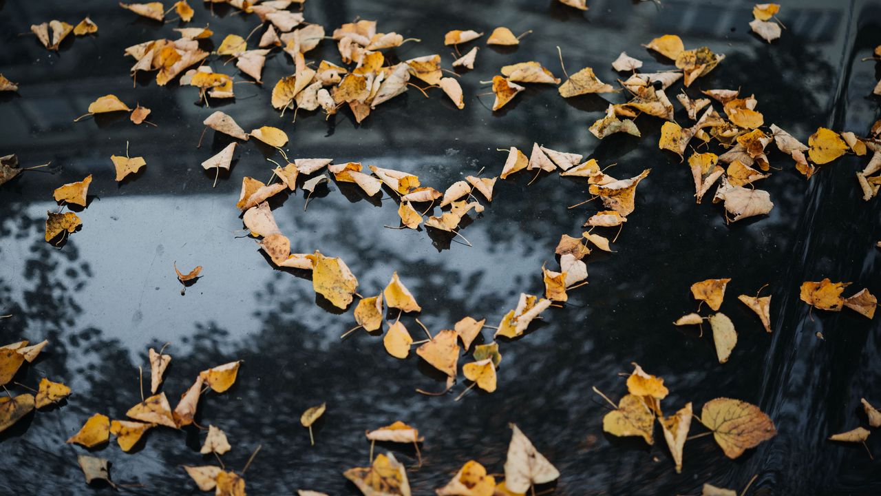 Wallpaper foliage, autumn, heart, dry, fallen