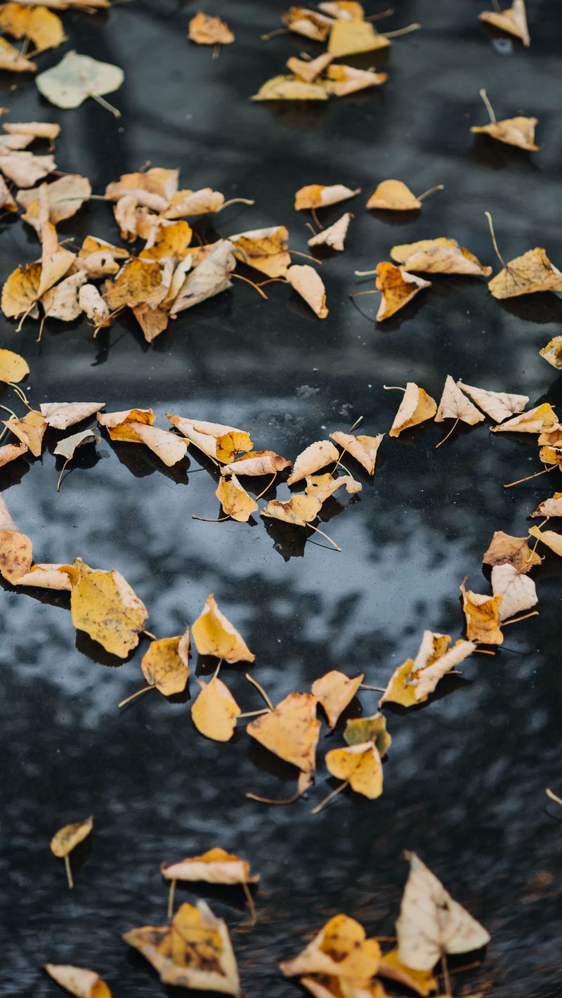 800x1420 Wallpaper foliage, autumn, heart, dry, fallen
