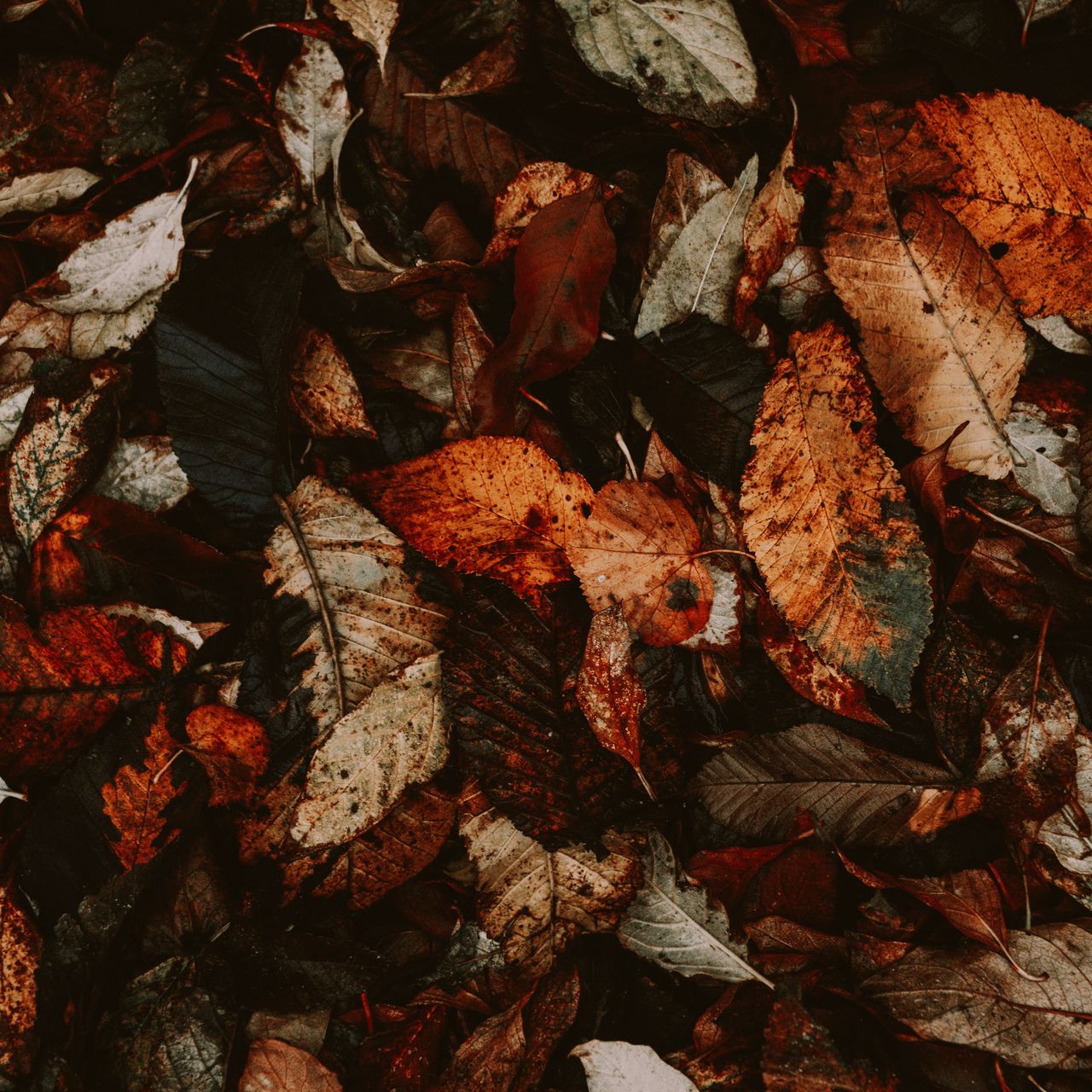 1280x1280 Wallpaper foliage, autumn, leaves, dry, fallen