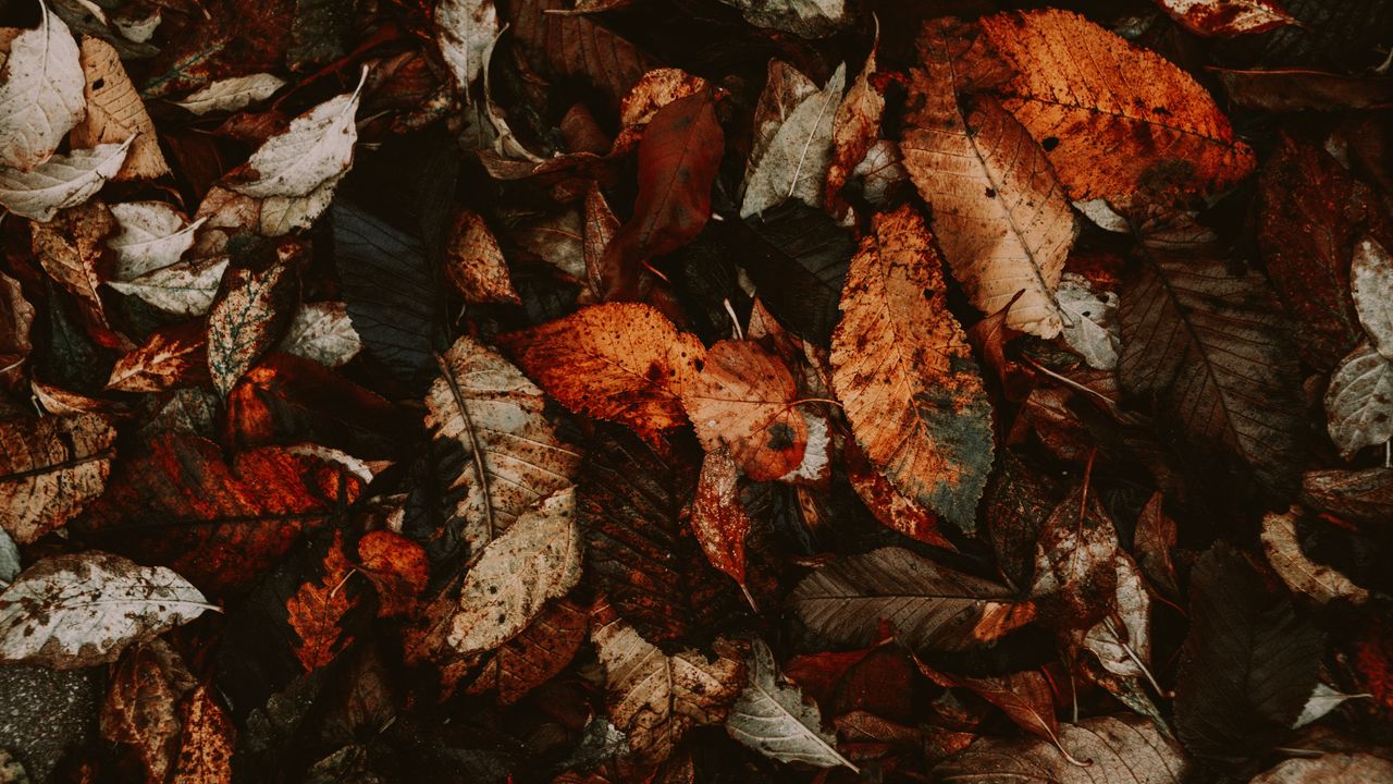 Wallpaper foliage, autumn, leaves, dry, fallen