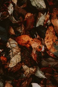 Preview wallpaper foliage, autumn, leaves, dry, fallen