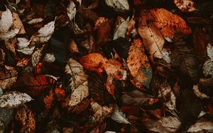 Preview wallpaper foliage, autumn, leaves, dry, fallen