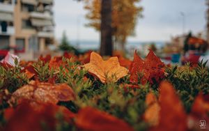 Preview wallpaper foliage, autumn, macro, leaves
