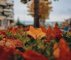 Preview wallpaper foliage, autumn, macro, leaves