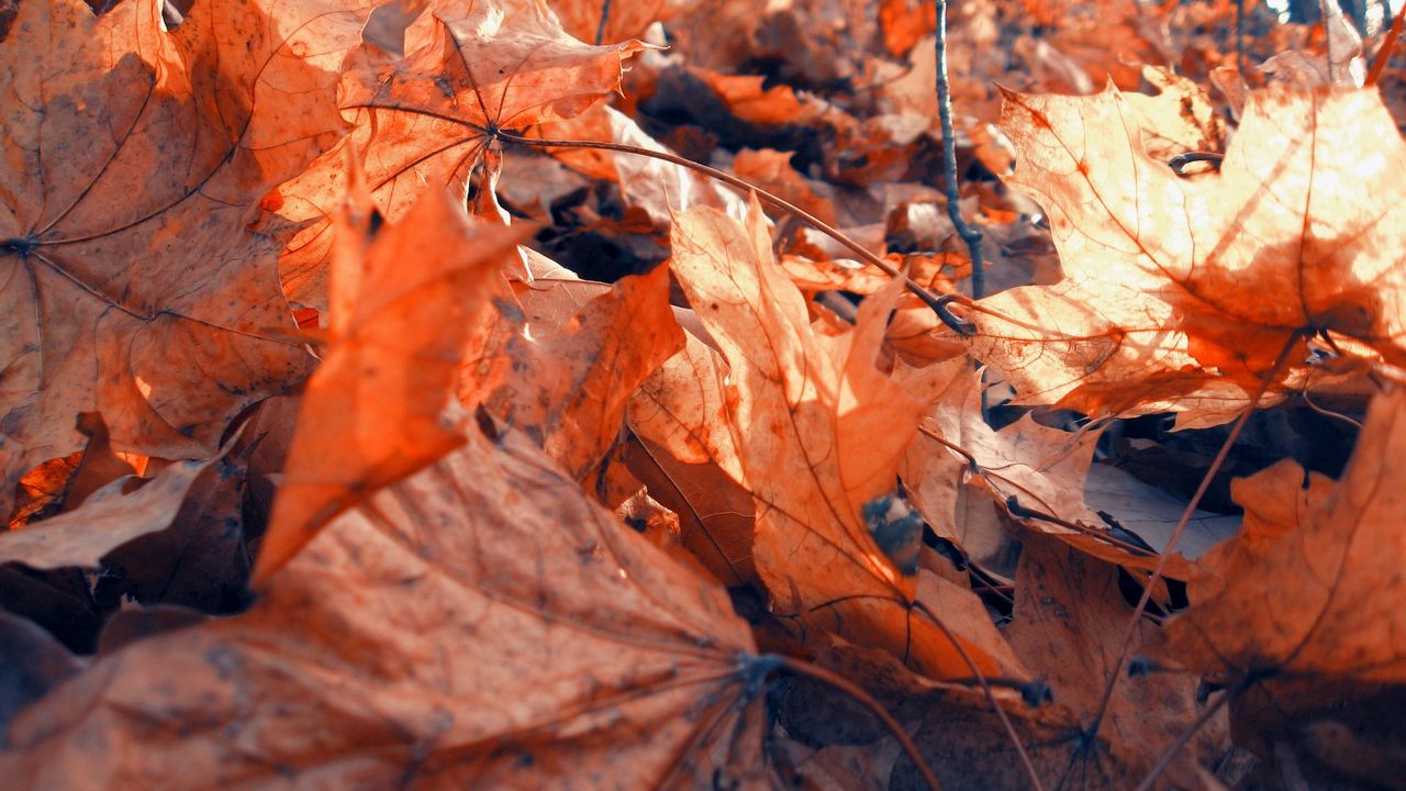 Wallpaper foliage, autumn, maple, dry