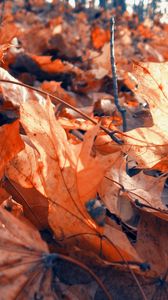 Preview wallpaper foliage, autumn, maple, dry