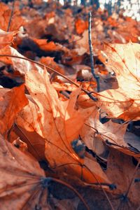 Preview wallpaper foliage, autumn, maple, dry