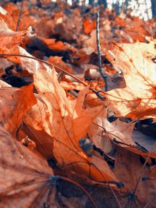 Preview wallpaper foliage, autumn, maple, dry