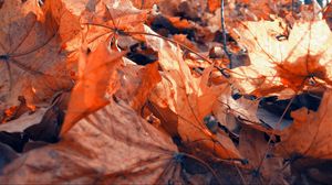 Preview wallpaper foliage, autumn, maple, dry