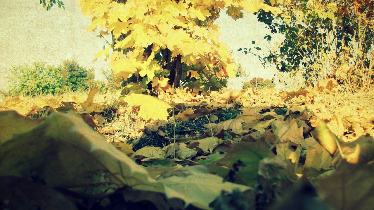 Wallpaper foliage, autumn, maple, lots, grass, tree