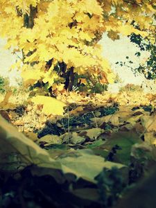 Preview wallpaper foliage, autumn, maple, lots, grass, tree