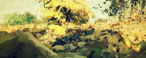 Preview wallpaper foliage, autumn, maple, lots, grass, tree