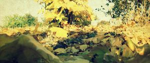 Preview wallpaper foliage, autumn, maple, lots, grass, tree