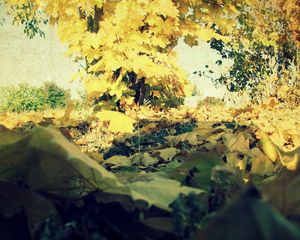 Preview wallpaper foliage, autumn, maple, lots, grass, tree