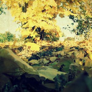 Preview wallpaper foliage, autumn, maple, lots, grass, tree