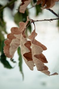 Preview wallpaper foliage, autumn, oak, dry