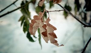 Preview wallpaper foliage, autumn, oak, dry