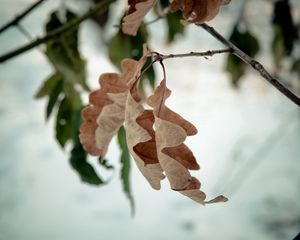 Preview wallpaper foliage, autumn, oak, dry