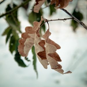 Preview wallpaper foliage, autumn, oak, dry