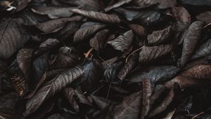 Preview wallpaper foliage, autumn, wet, dark