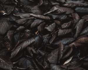 Preview wallpaper foliage, autumn, wet, dark