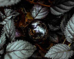 Preview wallpaper foliage, ball, glitter