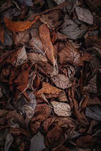 Preview wallpaper foliage, dry, autumn
