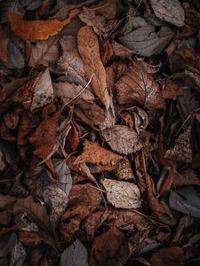 Preview wallpaper foliage, dry, autumn