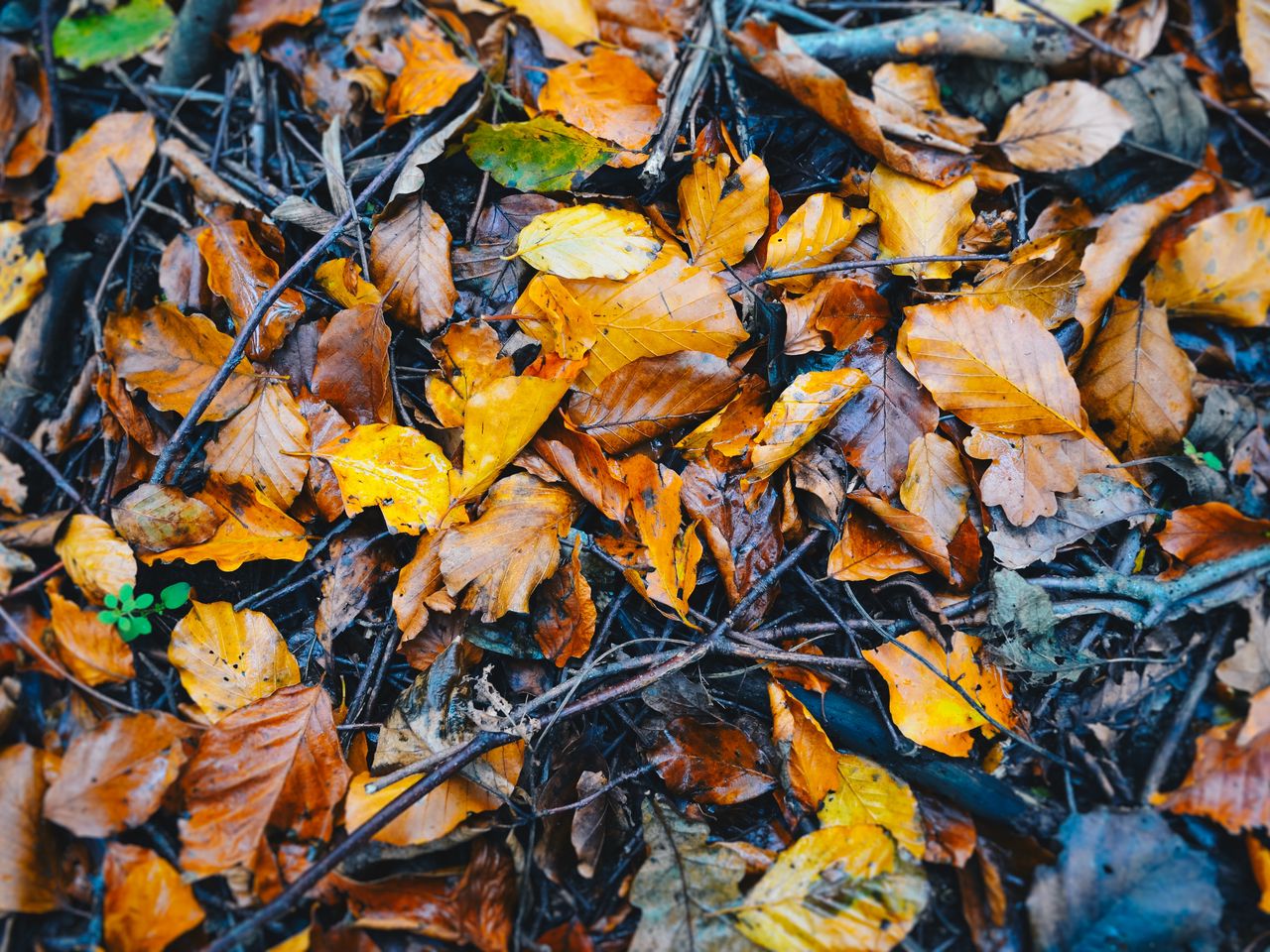 1280x960 Wallpaper foliage, fallen, autumn, wet