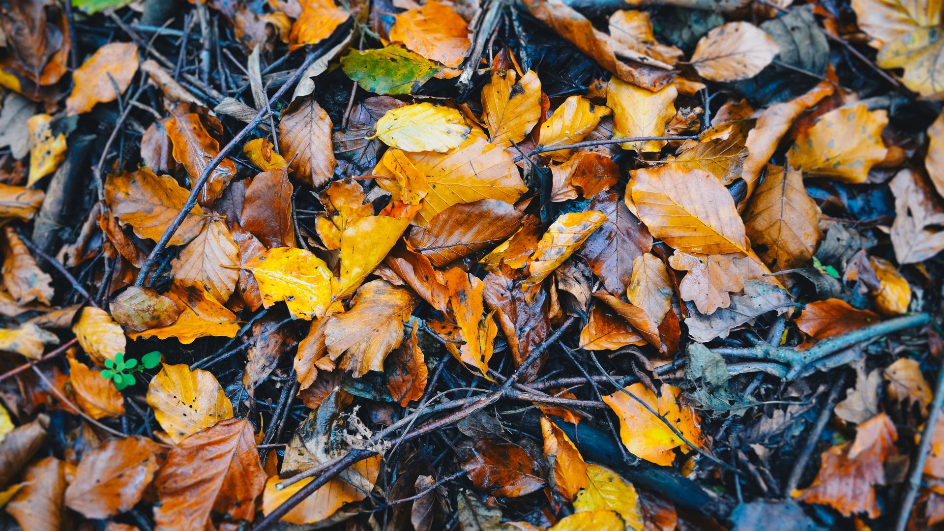 1920x1080 Wallpaper foliage, fallen, autumn, wet